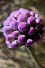 Dipsacoideae