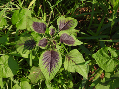 Amaranthus tricolor