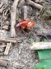 Holochelus