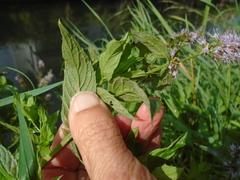 Mentha spicata