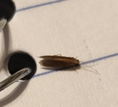 Polycentropodidae