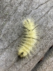 Acronicta americana