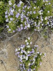 Nolana divaricata