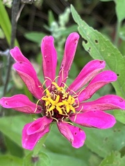 Zinnia elegans