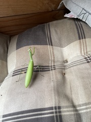 Mantis religiosa