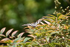 Iphiclides feisthamelii
