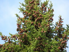 Picea