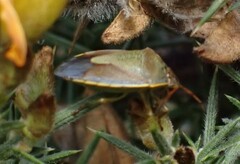 Piezodorus lituratus