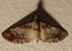 Mnesiloba eupitheciata