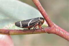 Eurymeloides bicincta
