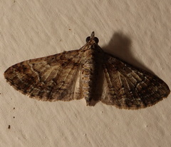 Mnesiloba eupitheciata