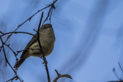 Acanthiza reguloides