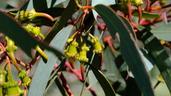 Eucalyptus torquata