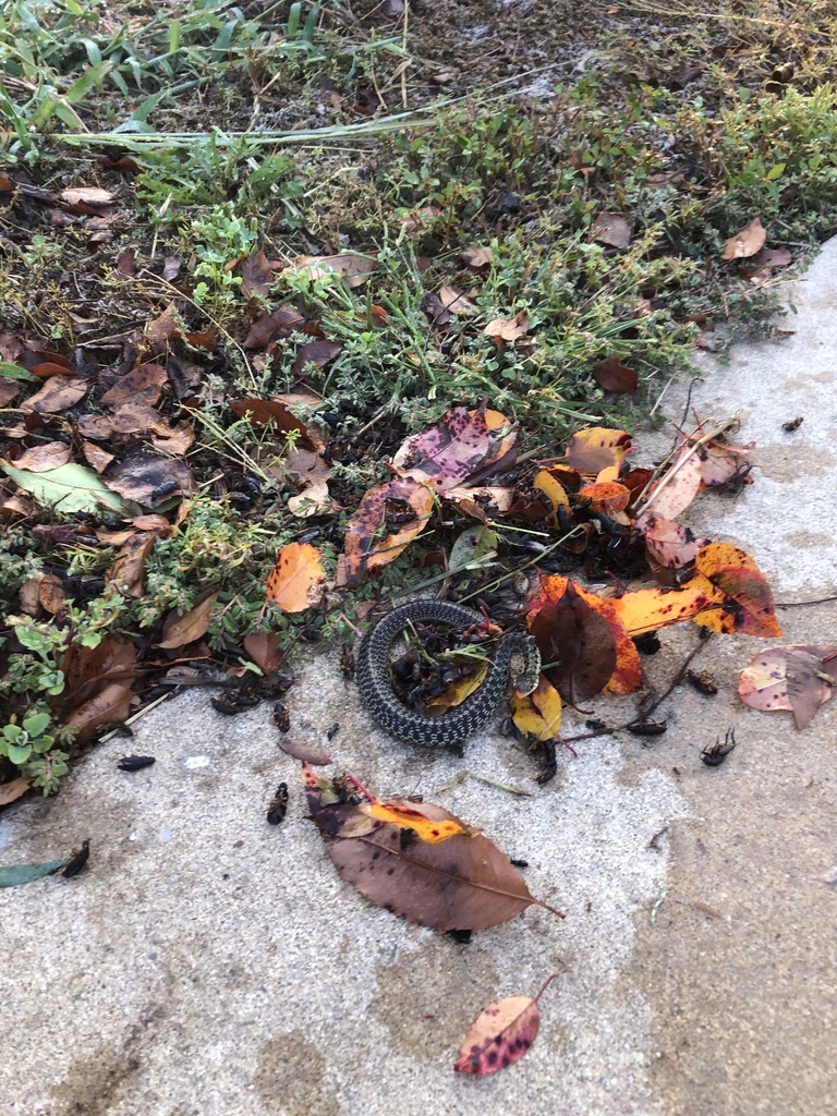 Eastern Garter Snake from Wheatleys Pond Rd, Smyrna, DE, US on