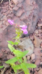 Stachys palustris