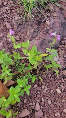 Stachys palustris
