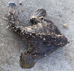 Ogcocephalus cubifrons
