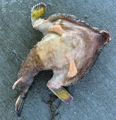 Ogcocephalus cubifrons