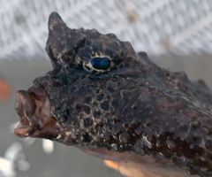 Ogcocephalus cubifrons