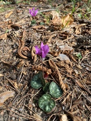 Cyclamen purpurascens