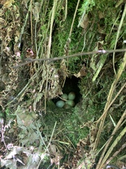 Troglodytes troglodytes