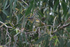 Pardalotus striatus