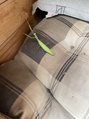 Mantis religiosa
