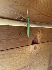 Mantis religiosa