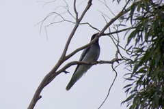 Coracina novaehollandiae