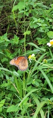 Danaus eresimus
