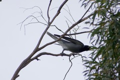 Coracina novaehollandiae