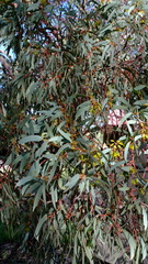 Eucalyptus torquata