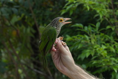 Psilopogon lineatus