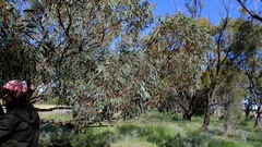 Eucalyptus torquata