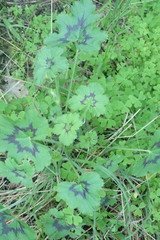 Pelargonium elongatum