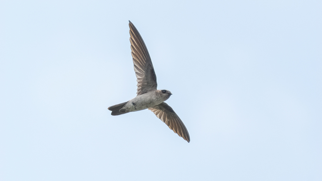 White-nest Swiftlet photo