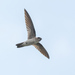 Germain's Swiftlet - Photo (c) asimhakeem, some rights reserved (CC BY-NC)