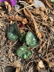 Cyclamen purpurascens