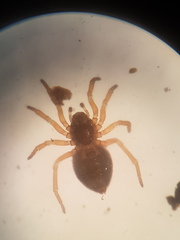 Pelecopsis parallela