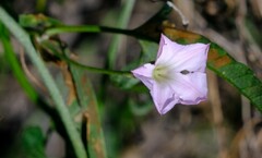 Convolvulus remotus