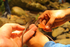 Anolis barkeri