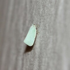 Flatormenis proxima