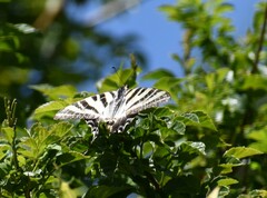 Iphiclides feisthamelii