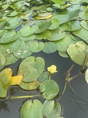 Hydrocleys nymphoides