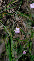 Convolvulus remotus