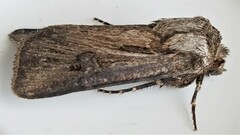 Agrotis venerabilis