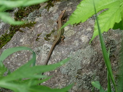 Takydromus tachydromoides