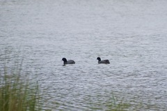 Fulica atra australis