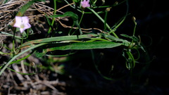 Convolvulus remotus