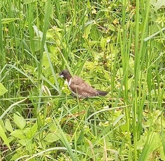 Spermestes cucullata